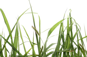 Green grass isolated on white background and texture, clipping path