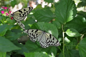 蜜を吸う熱帯の蝶