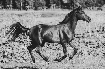 Obraz na płótnie Canvas Running horse in summer