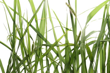 Fototapeta premium Green grass isolated on white background and texture, clipping path