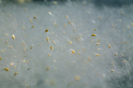 White fluff poplar