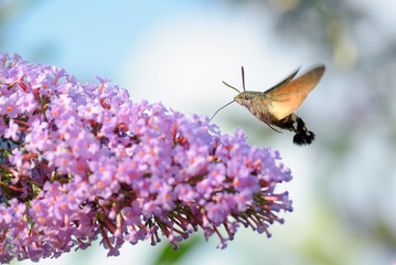 Obraz premium Hummingbird hawk moth - Macroglossum stellatarum