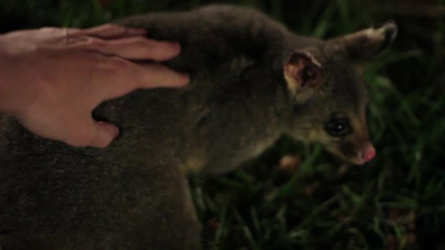 Petting Australian Brushtail Possum
