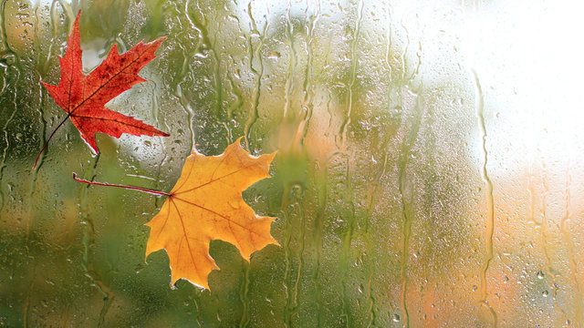 autumn weather/ two maple leaves glued to the window on the reverse side during the rain