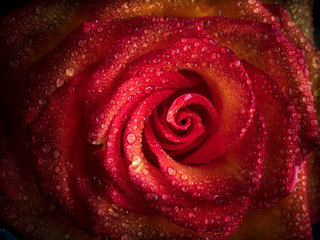 Beautiful flowering pink and yellow roses, with drops of dew.