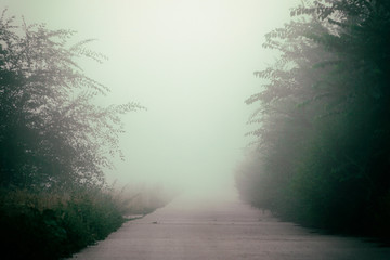 Mystical fog on a country road
