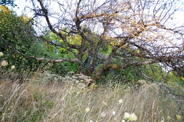 Verblühte Schafgarbe