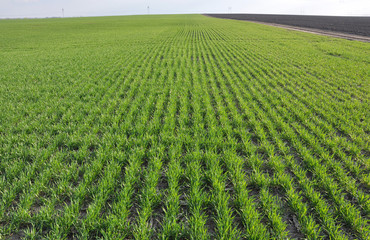 In the spring sowing winter wheat field