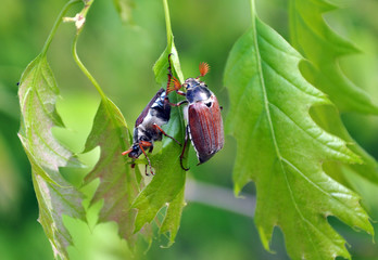 Melolontha sitting on a branch