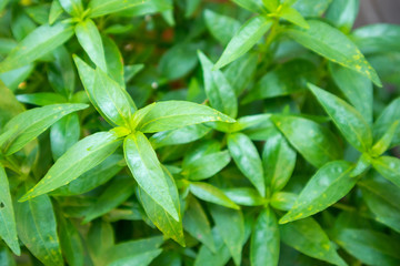close up Andrographis paniculata plant leaves Ayurveda herbal medicine