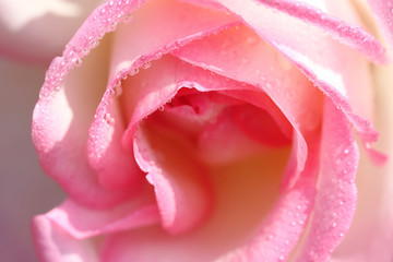 macro of pink rose