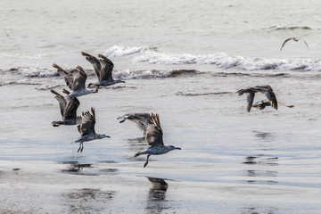 Large seagulls will be hovering along the sea side