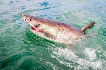 White shark from the boat during a cage diving activity in South Africa