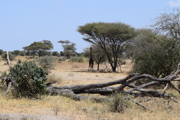 Giraffe under Tree