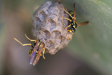 Two paper wasps on a small nest with a blurred background