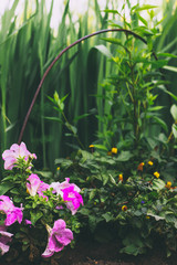 Fototapeta na wymiar flowers and plants