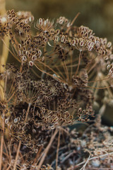 dried ripe dill