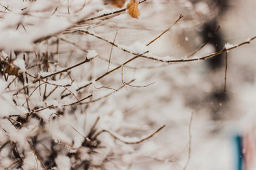 tree branches, winter