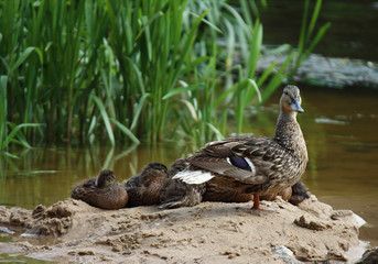 Mother duck is watching after her ducks while they are sleeping