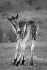 Beautiful young wild moorland pony, Bodmin Moor, Cornwall
