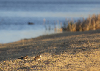 Texas Sea Birds