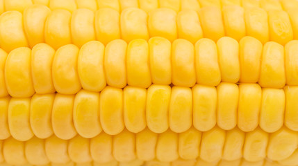 Texture of corn. Close up.