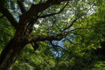 見上げる大木２