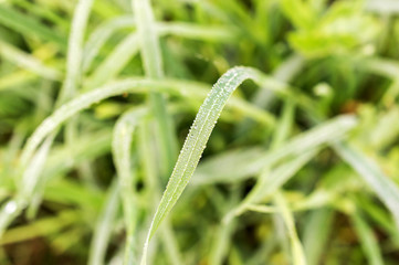 Dew on the grass. Close up.