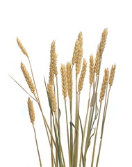 Dry wheat ears, grain isolated on white background, with clipping path