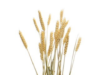 Dry wheat ears, grain isolated on white background, with clipping path