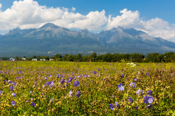 flower meadow in mountains