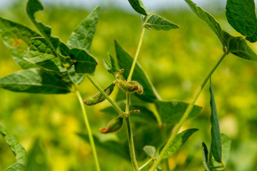 Magnificent shaggy pods of soy in a field in the sun. Elite grade of natural useful organic soy for healthy nutrition. Pods of soybeans on a beautiful blurred background of the experimental field.