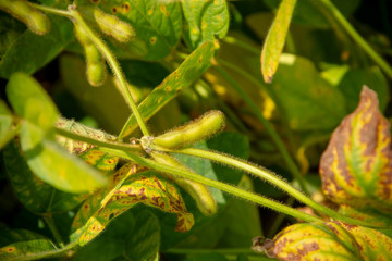 Ripening soy pods with villi. Elite grade of natural useful organic soy for healthy nutrition. Pods...