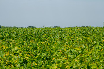 Soy field against the blue sky. Elite grade of natural useful organic soy for healthy nutrition. A green field of soybeans on a background of a boundless blue sky. Beautiful blur at the edges frame.