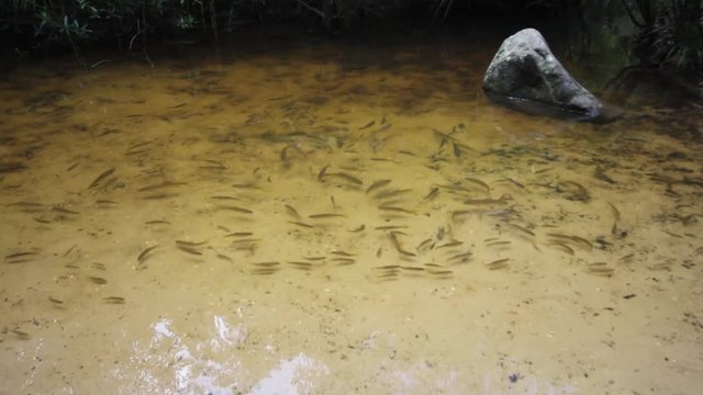 fish in Huai Luang Waterfall in Ubon Ratchathani Province asia Thailand
