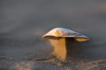 Macro shot of small seashell laying on beach side during sand storm. Wind created beautiful miniature dunes which are holding shells on top. Calm, relaxing, meditation nature background  
