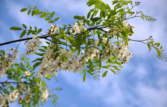 Branch of acacia white with bloom