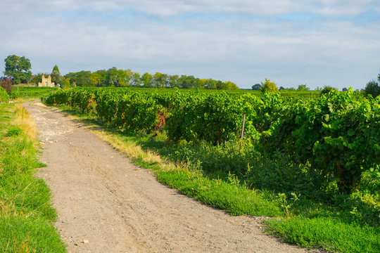 Wanderweg entlang der Weinreben in Rheinhessen