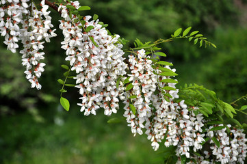 Branch of acacia white with bloom