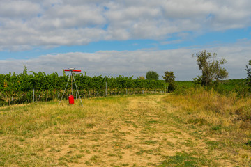 Knallschussgerät Starenabwehr in den Weinbergen vor der Traubenlese