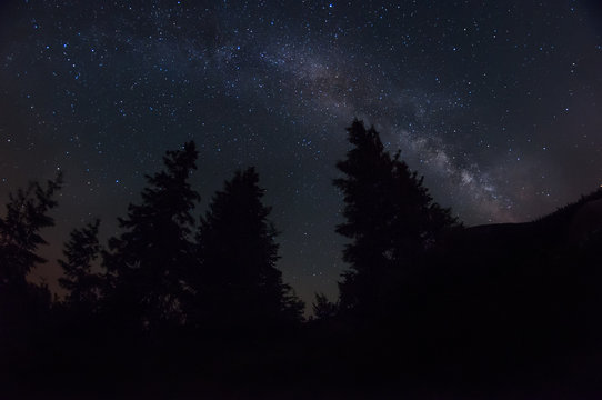 night photo. The Milky Way and the dark silhouettes of huge spruce trees against the starry sky.
