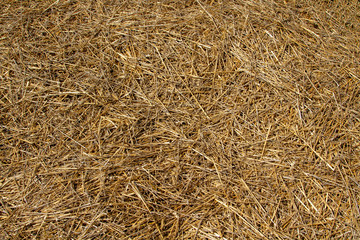 A lot of dry straw after harvesting grain. A background of straw scattered across the field. Dry straw of rye and wheat crops. Large widescreen photo.