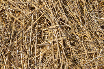 Dry barley straw after harvesting grain. Straw scattered across the field. Dry dark straw of rye and wheat crops. Close-up photo.