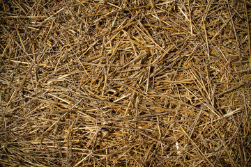 Dry wheat straw after grain harvest. Straw scattered across the field. Dry dark straw of rye and wheat crops. Close-up photo.
