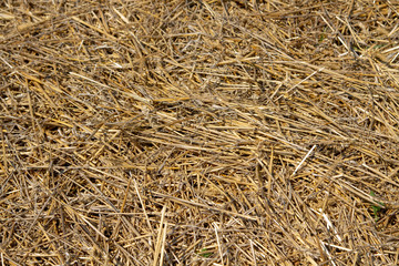 Straw scattered across the field. Dry dark straw of rye and wheat crops. Dry straw after harvest.
