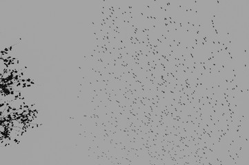 Pájaros en el cielo