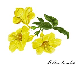 Golden  trumpet  flower