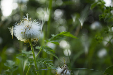 Dandelion surrounded by greenery. Shallow depth of field.