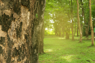 Obraz premium Closeup Tree trunk