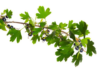 Berries black currant with green leaf. Fresh fruit, isolated on white background.